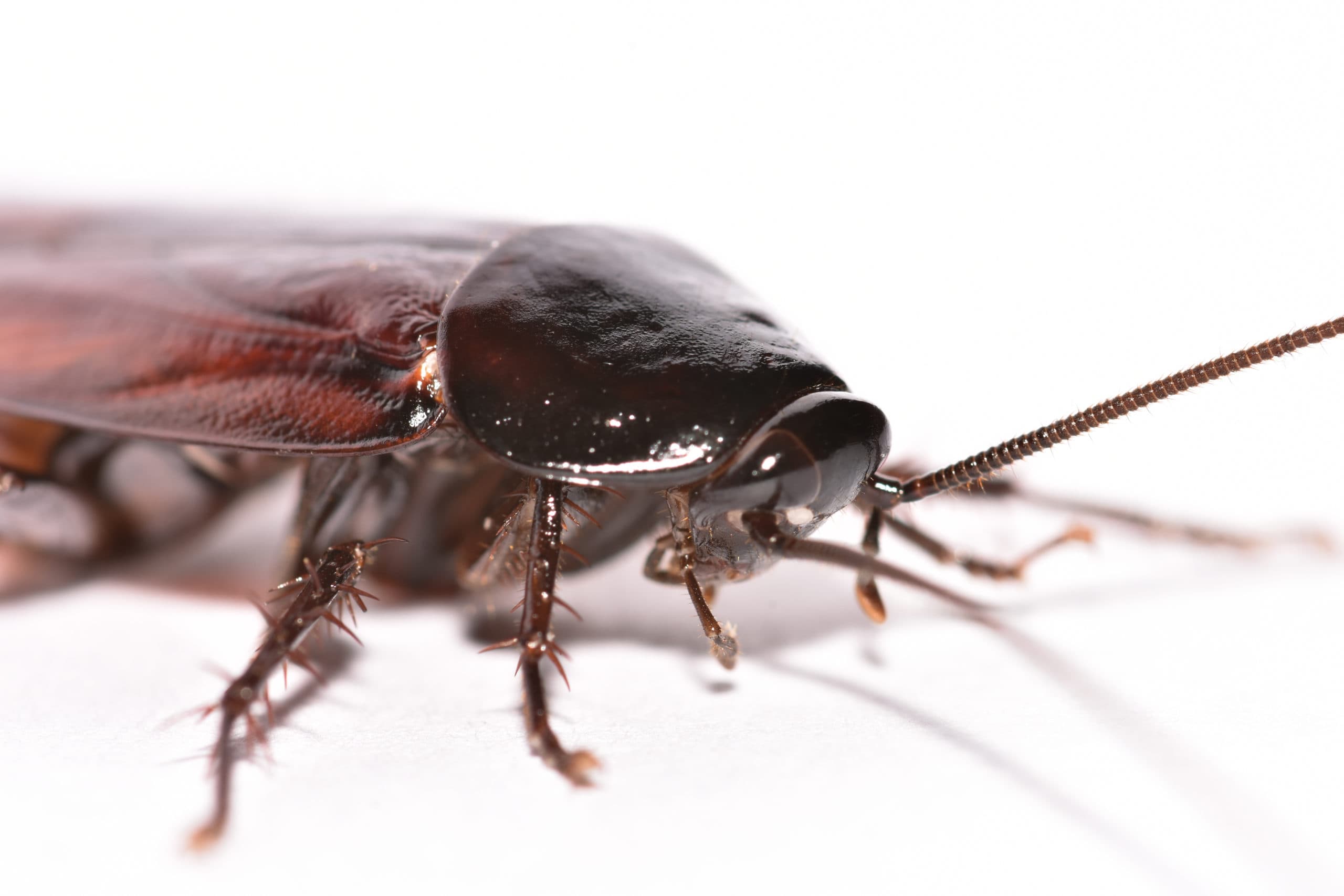 cockroach