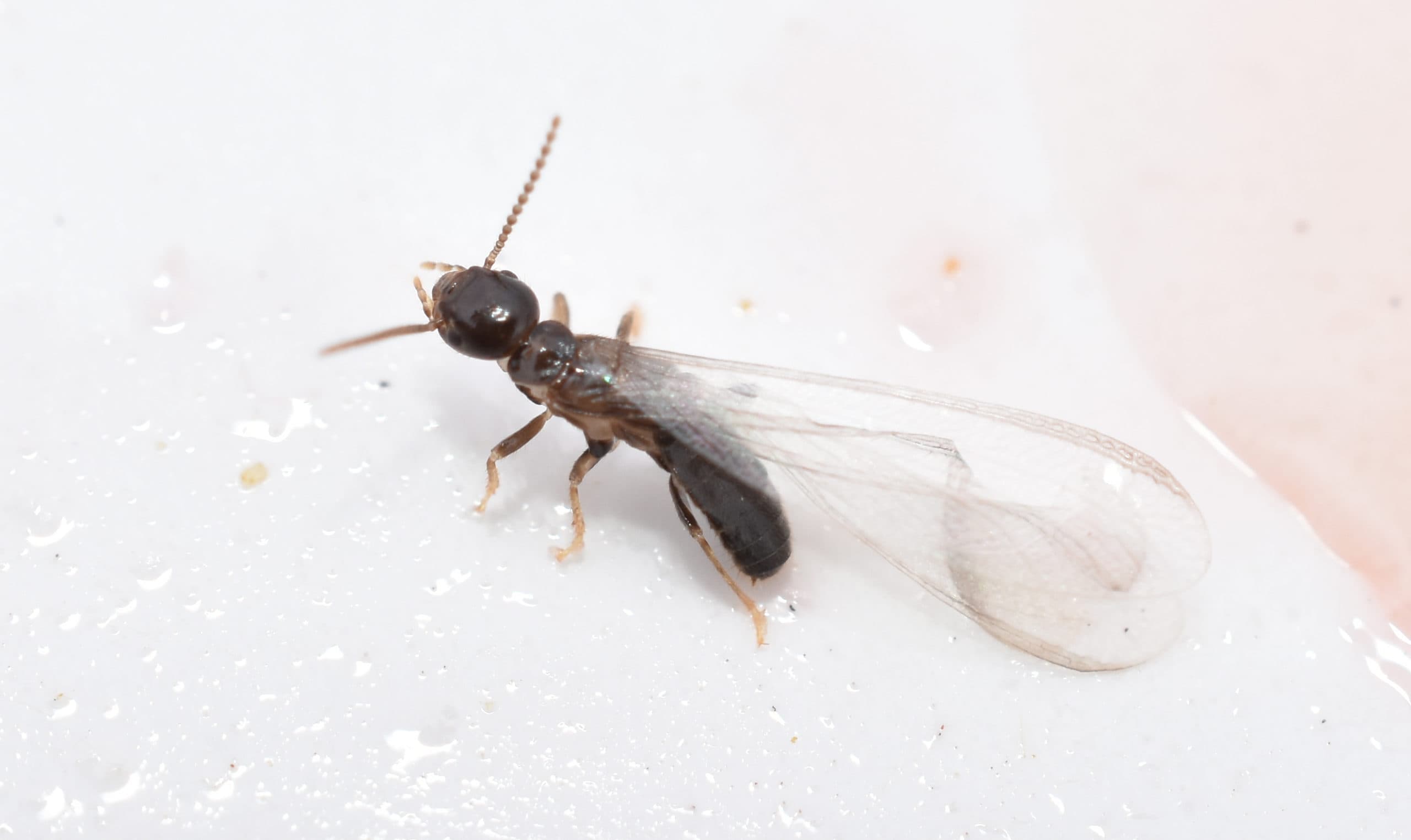 Small Flying Insects Sandy Springs