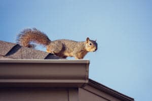 Wildlife Nuisance Control Services