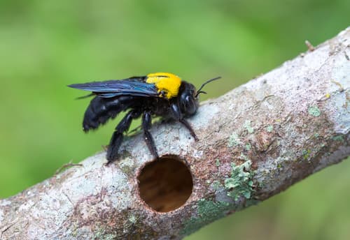 Carpenter Bee