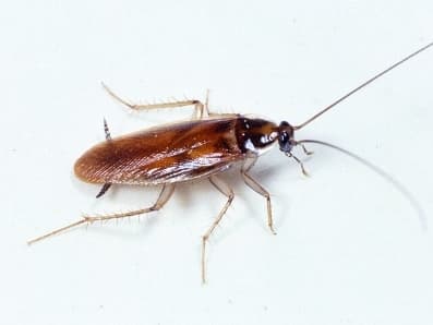 Brown Banded Cockroach