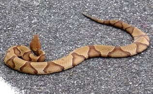 Copperhead Snake