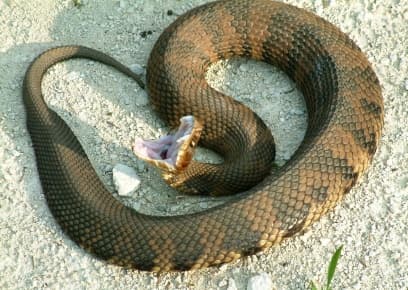 Cottonmouth Snake