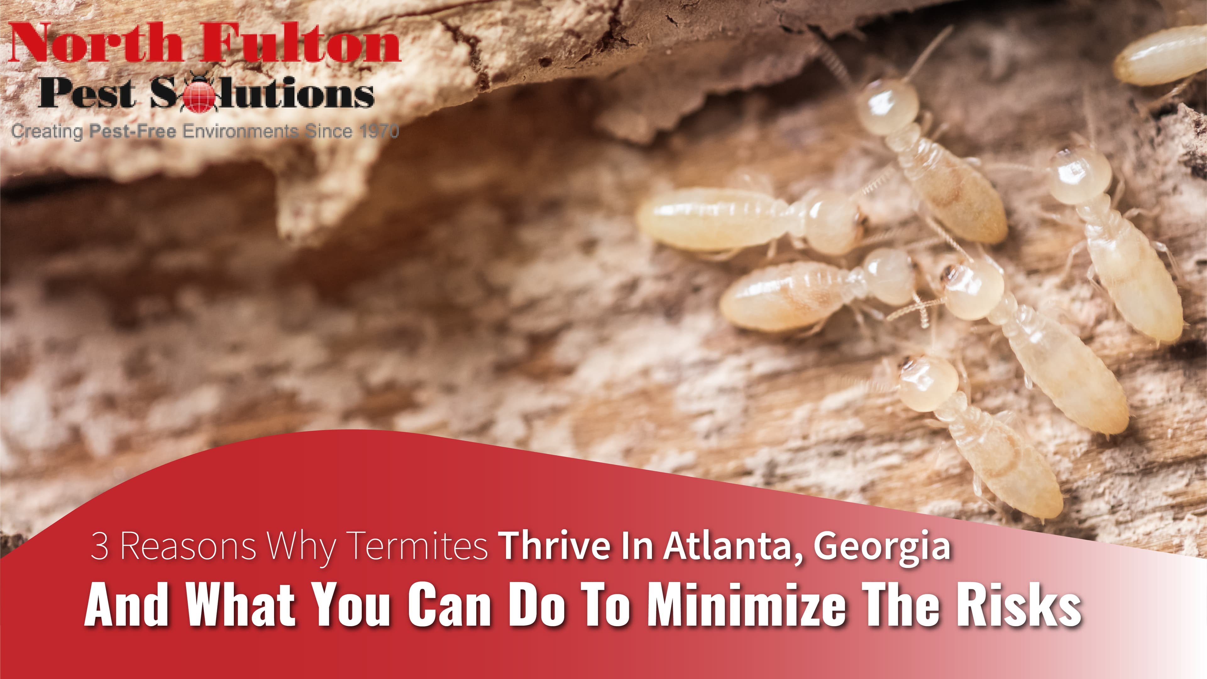 termite