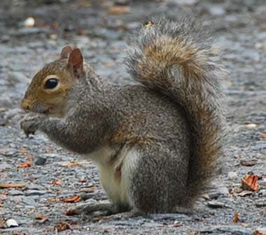 Grey Squirrel