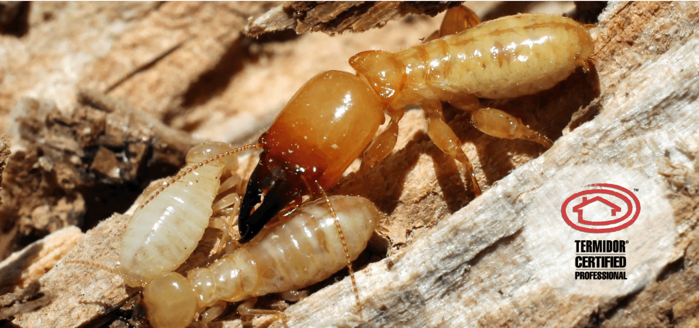 Satisfied customers after successful termite treatment in Alpharetta, GA