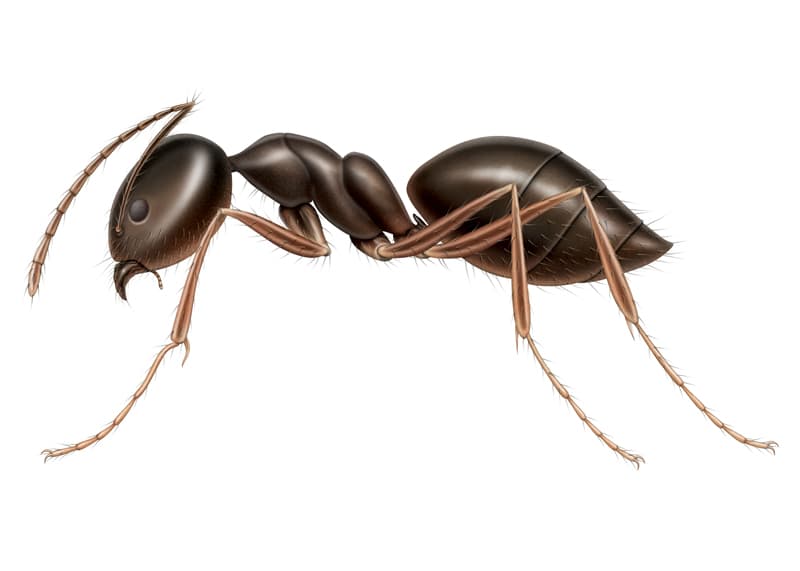 Odorous House Ant