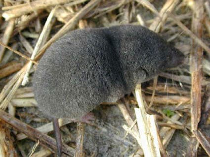 Shrew