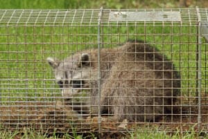 alpharetta wildlife removal mistakes